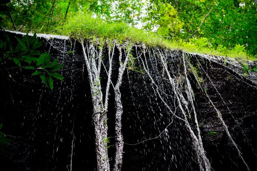 Vines on the stone wall