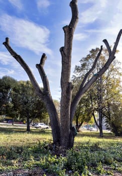 tree with a sawn-off branches in the city