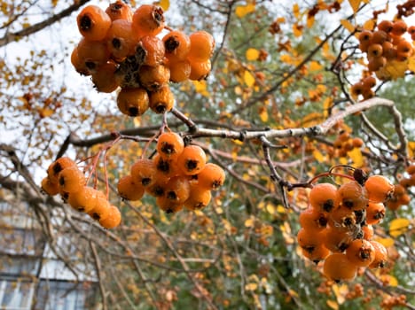 ripe yellow hawthorn berries on the branches with yellow leaves