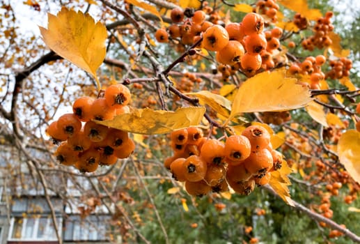 ripe yellow hawthorn berries on the branches with yellow leaves