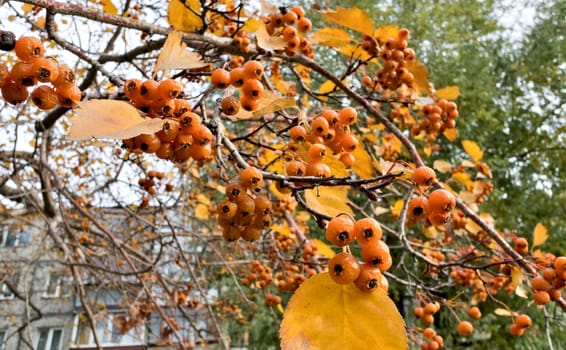 ripe yellow hawthorn berries on the branches with yellow leaves