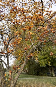 hawthorn Bush with ripe berries on the branches with yellow leaves