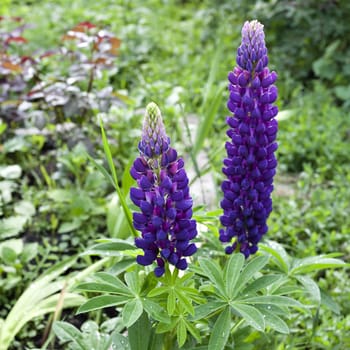 blooming purple flower Lupin on light green nature background