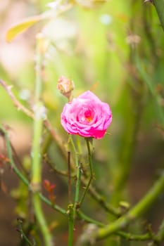 Roses in the garden, Roses are beautiful with a beautiful sunny day.