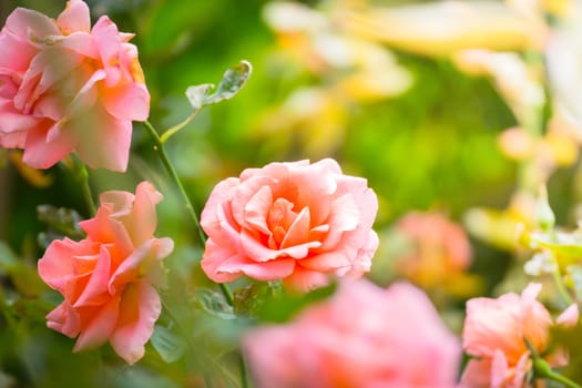 Roses in the garden, Roses are beautiful with a beautiful sunny day.