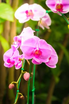 The background image of the colorful flowers, background nature