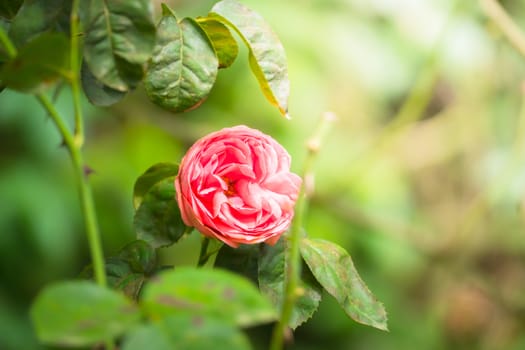 Roses in the garden, Roses are beautiful with a beautiful sunny day.