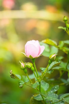 Roses in the garden, Roses are beautiful with a beautiful sunny day.