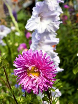 bright purple Aster flower on blurred natural green background