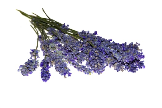 Dry bunch of lavender. bouquet of lavender, isolated on white background