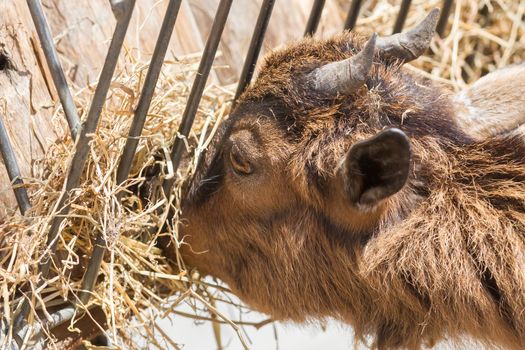 Brown goat eating hay - Selective focus on the eye