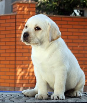 a little yellow labrador puppy sitting on blue background