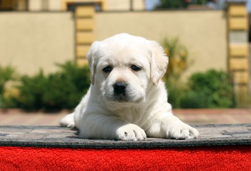 the little yellow labrador puppy sitting on red background