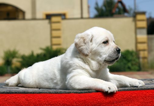 a little yellow labrador puppy sitting on red background