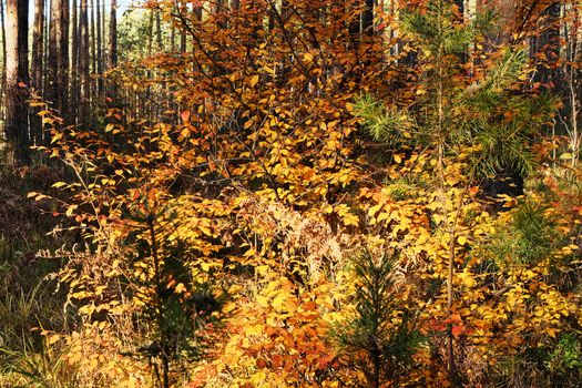 Autumn bush with bright yellow leaves in a pine forest on a sunny day