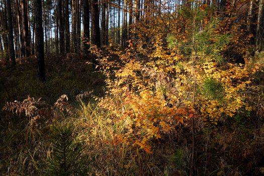 Autumn bush with bright yellow leaves in a pine forest on a sunny day