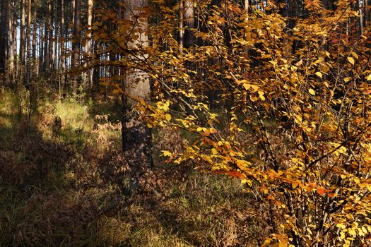 Autumn bush with bright yellow leaves in a pine forest on a sunny day on a sunny day