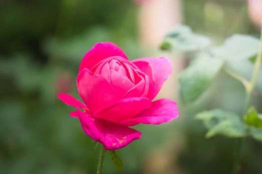 Roses in the garden, Roses are beautiful with a beautiful sunny day.