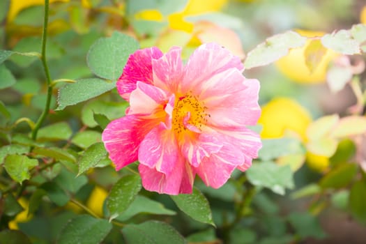 Roses in the garden, Roses are beautiful with a beautiful sunny day.