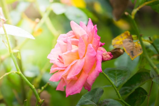 Roses in the garden, Roses are beautiful with a beautiful sunny day.