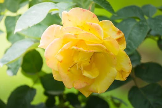 Roses in the garden, Roses are beautiful with a beautiful sunny day.