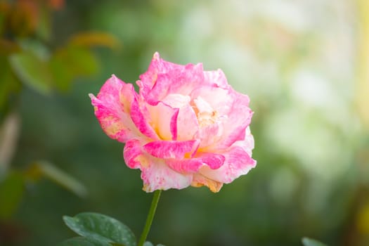 Roses in the garden, Roses are beautiful with a beautiful sunny day.