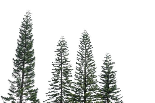 pine tree isolated on white background
