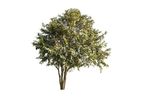 tree isolated on white background