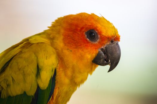 closeup head of Sun Conure, the beautiful yellow and orange parrot bird with nice feathers 