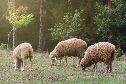 flock of sheep eating green grass in meadow