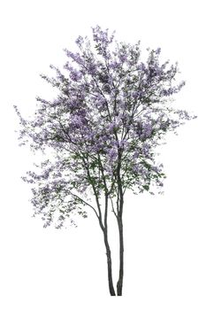 purple tree (Lagerstroemia) isolated on white background