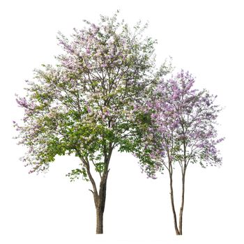 purple tree (Lagerstroemia) isolated on white background