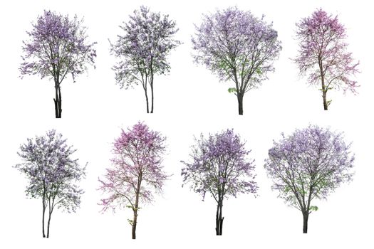 purple tree (Lagerstroemia) isolated on white background