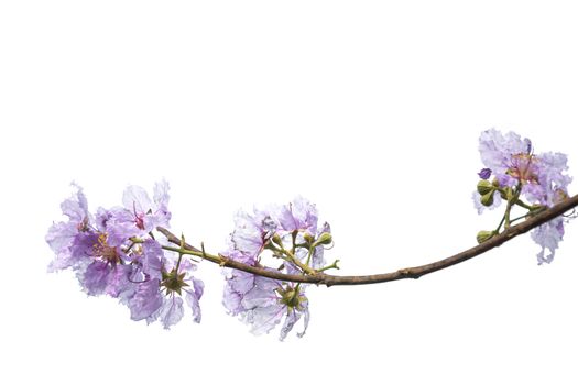 purple flower (Lagerstroemia) isolated on white background