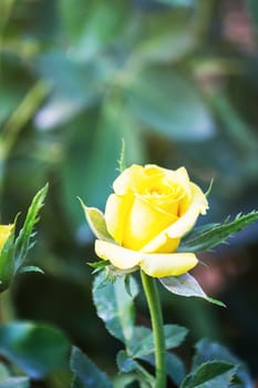 Beautiful yellow roses in garden, roses for Valentine Day.