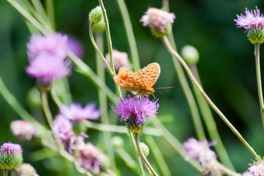 Orange butterfly posed on mauve flowers background in the region of Trentino-Alto Adige