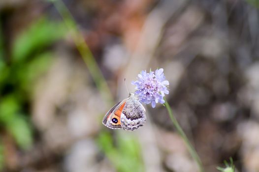 Orange butterfly posed on mauve flowers background in the region of Trentino-Alto Adige