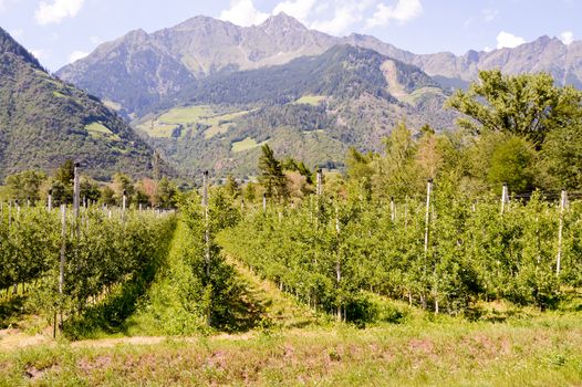 Fields of apple trees in the region of Trentino-Alto Adige