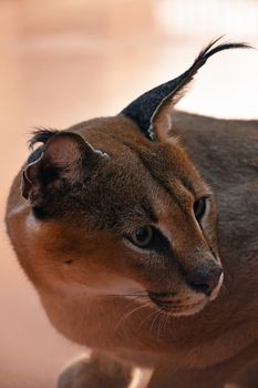 Close up side profile portrait of one caracal, small African wild cat known for black tufted long ears, looking away, high angle view