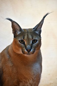 Close up portrait of one caracal, small African wild cat known for black tufted long ears, looking at camera, low angle view