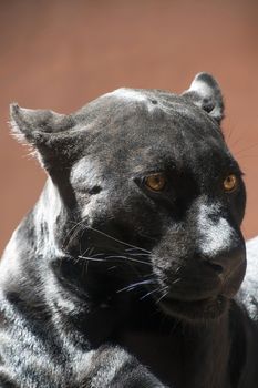 Close up side profile portrait of black jaguar (Panthera onca, black panther) looking away aside of camera over brown background, low angle view