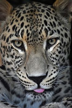 Face to face close up portrait of Amur leopard (Panthera pardus orientalis) male looking at camera and showing tongue, low angle view