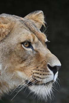 Close up side profile portrait of beautiful mature female African lioness looking away over dark background, low angle view