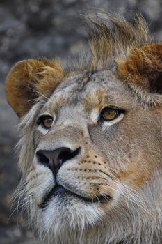 Extreme close up portrait of young cute male African lion with beautiful mane, looking away aside of camera, low angle view