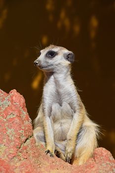 Close up portrait of one alerted meerkat sitting on the rocks and looking away, low angle view