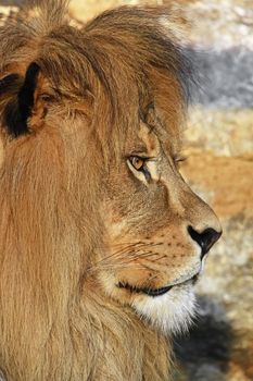 Close up side profile portrait of cute mature male African lion with beautiful mane, looking away