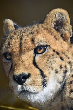 Extreme close up portrait of cheetah (Acinonyx jubatus) looking at camera, low angle view