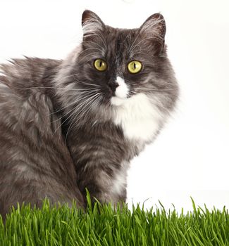 Close up portrait of one cute gray domestic cat looking at camera over fresh green grass on white background, low angle view