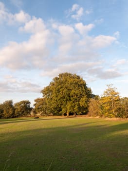 tree across field with sky background summer light ; Essex; England; UK