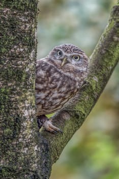A close up of an alert  captive little owl perched in the fork of a tree peeping out from behind the trunk
